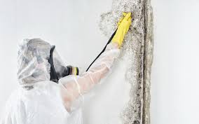 Trusted Amherst, WI Mold Removal & Remediation Experts